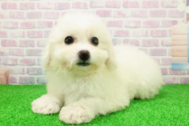 埼玉県のビションフリーゼ (Coo&RIKU大宮店/2025年11月22日生まれ/女の子/ホワイト)の子犬の2枚目の画像