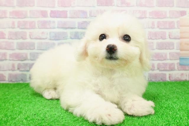 埼玉県のビションフリーゼ (Coo&RIKU大宮店/2025年11月22日生まれ/女の子/ホワイト)の子犬の3枚目の画像