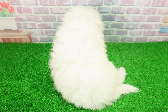 埼玉県のビションフリーゼ (Coo&RIKU大宮店/2025年11月22日生まれ/女の子/ホワイト)の子犬の4枚目の画像