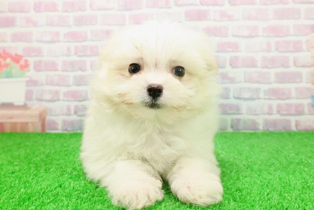 埼玉県のポメマル/マルポメ(ポメラニアン×マルチーズ) (Coo&RIKU熊谷ニットーモール店/2025年11月23日生まれ/男の子/クリーム)の子犬の1枚目の画像