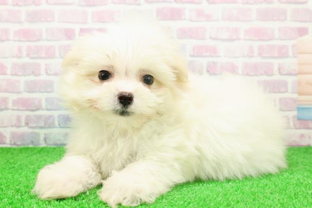 埼玉県のポメマル/マルポメ(ポメラニアン×マルチーズ) (Coo&RIKU熊谷ニットーモール店/2025年11月23日生まれ/男の子/クリーム)の子犬の2枚目の画像