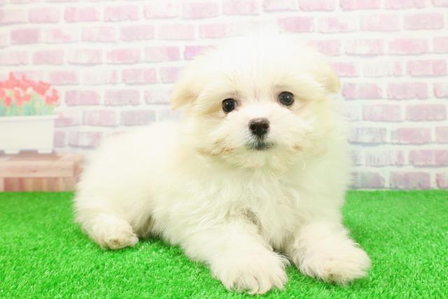 埼玉県のポメマル/マルポメ(ポメラニアン×マルチーズ) (Coo&RIKU熊谷ニットーモール店/2025年11月23日生まれ/男の子/クリーム)の子犬の3枚目の画像