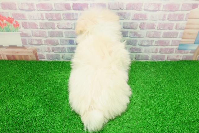 埼玉県のポメマル/マルポメ(ポメラニアン×マルチーズ) (Coo&RIKU熊谷ニットーモール店/2025年11月23日生まれ/男の子/クリーム)の子犬の4枚目の画像