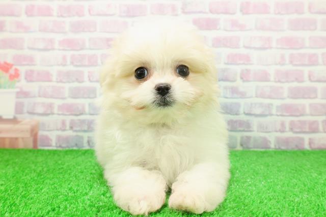 東京都のポメマル/マルポメ(ポメラニアン×マルチーズ) (Coo&RIKU福生店/2025年11月23日生まれ/男の子/クリーム)の子犬の1枚目の画像