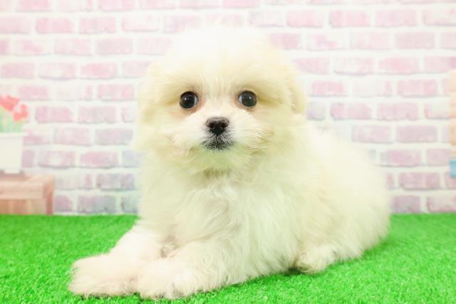 東京都のポメマル/マルポメ(ポメラニアン×マルチーズ) (Coo&RIKU福生店/2025年11月23日生まれ/男の子/クリーム)の子犬の2枚目の画像