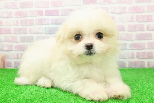 東京都のポメマル/マルポメ(ポメラニアン×マルチーズ) (Coo&RIKU福生店/2025年11月23日生まれ/男の子/クリーム)の子犬の3枚目の画像