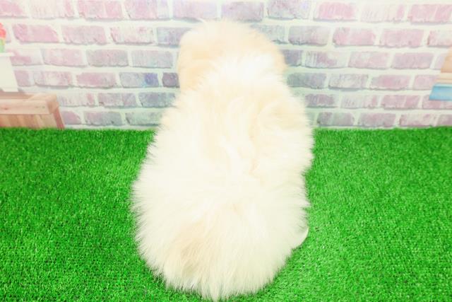 東京都のポメマル/マルポメ(ポメラニアン×マルチーズ) (Coo&RIKU福生店/2025年11月23日生まれ/男の子/クリーム)の子犬の4枚目の画像