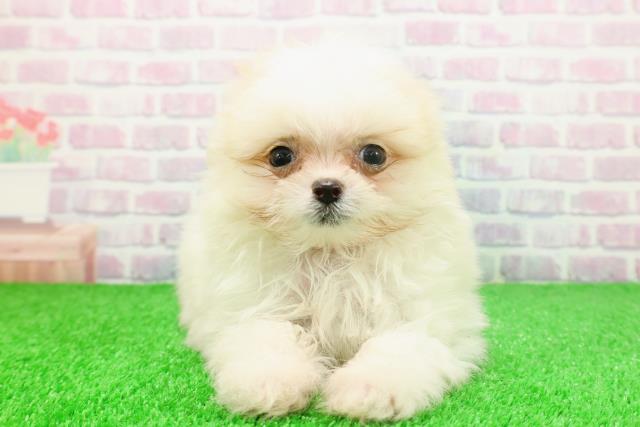 東京都のポメマル/マルポメ(ポメラニアン×マルチーズ) (Coo&RIKU池袋西口店/2025年11月23日生まれ/女の子/クリーム)の子犬の1枚目の画像