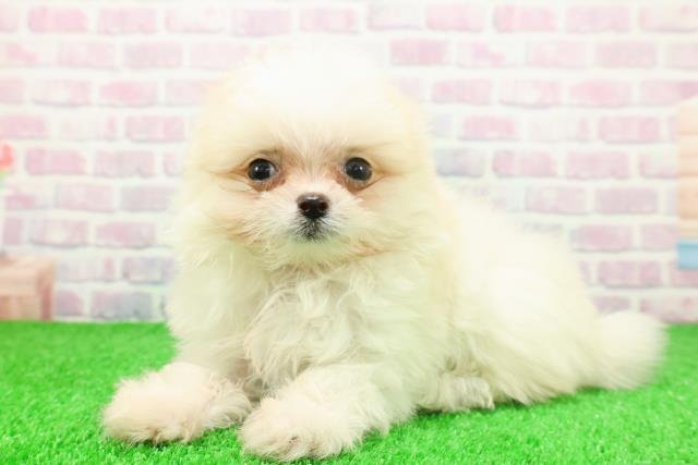 東京都のポメマル/マルポメ(ポメラニアン×マルチーズ) (Coo&RIKU池袋西口店/2025年11月23日生まれ/女の子/クリーム)の子犬の2枚目の画像