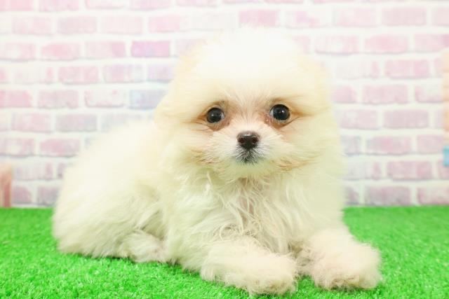 東京都のポメマル/マルポメ(ポメラニアン×マルチーズ) (Coo&RIKU池袋西口店/2025年11月23日生まれ/女の子/クリーム)の子犬の3枚目の画像