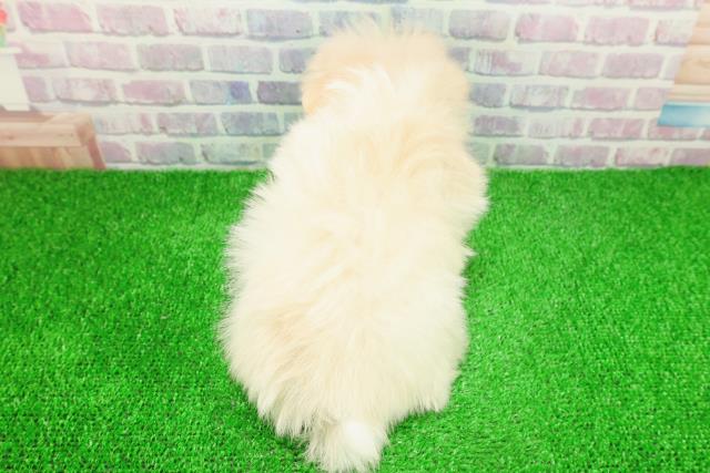 東京都のポメマル/マルポメ(ポメラニアン×マルチーズ) (Coo&RIKU池袋西口店/2025年11月23日生まれ/女の子/クリーム)の子犬の4枚目の画像