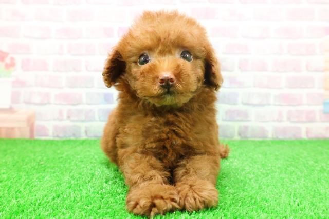 埼玉県のトイプードル(トイ) (Coo&RIKU所沢店/2025年11月21日生まれ/男の子/レッド)の子犬の1枚目の画像