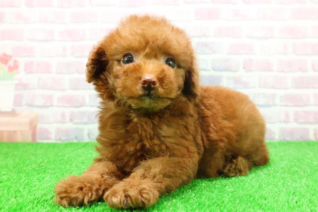 埼玉県のトイプードル(トイ) (Coo&RIKU所沢店/2025年11月21日生まれ/男の子/レッド)の子犬の2枚目の画像