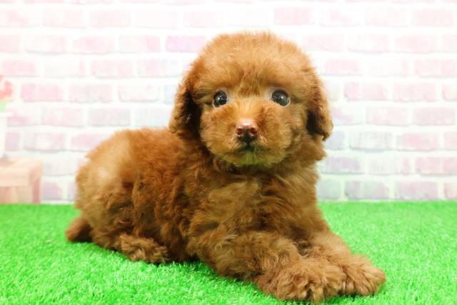 埼玉県のトイプードル(トイ) (Coo&RIKU所沢店/2025年11月21日生まれ/男の子/レッド)の子犬の3枚目の画像