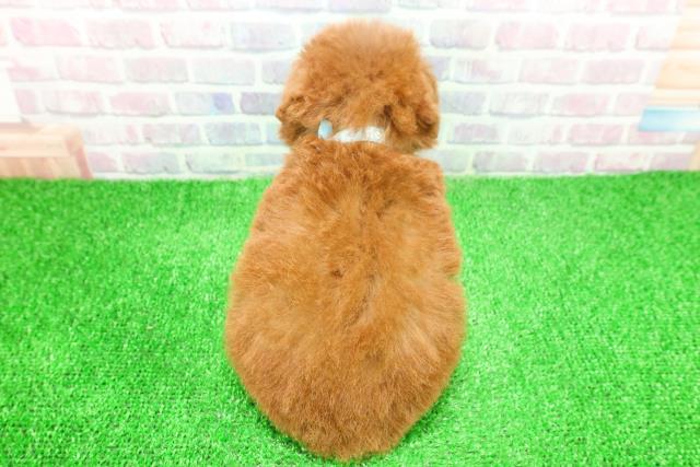 埼玉県のトイプードル(トイ) (Coo&RIKU所沢店/2025年11月21日生まれ/男の子/レッド)の子犬の4枚目の画像