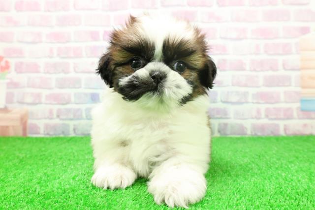 東京都のシーズー (Coo&RIKU中野サンモール店/2025年11月16日生まれ/女の子/ホワイトゴールド)の子犬の1枚目の画像