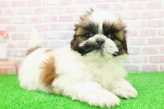 東京都のシーズー (Coo&RIKU中野サンモール店/2025年11月16日生まれ/女の子/ホワイトゴールド)の子犬の3枚目の画像