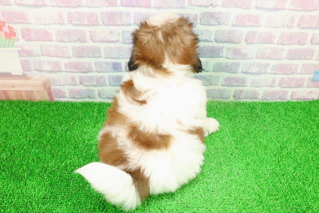 東京都のシーズー (Coo&RIKU中野サンモール店/2025年11月16日生まれ/女の子/ホワイトゴールド)の子犬の4枚目の画像