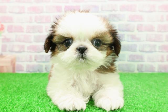 東京都のシーズー (Coo&RIKU高円寺店/2025年11月16日生まれ/女の子/ホワイトゴールド)の子犬の1枚目の画像