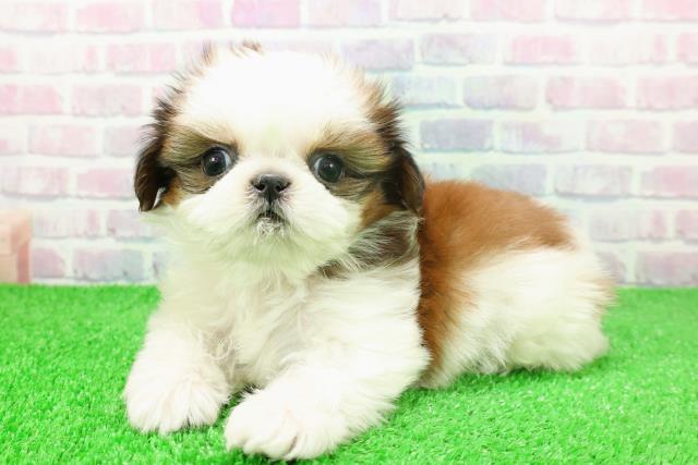 東京都のシーズー (Coo&RIKU高円寺店/2025年11月16日生まれ/女の子/ホワイトゴールド)の子犬の2枚目の画像