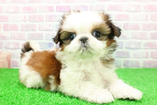 東京都のシーズー (Coo&RIKU高円寺店/2025年11月16日生まれ/女の子/ホワイトゴールド)の子犬の3枚目の画像