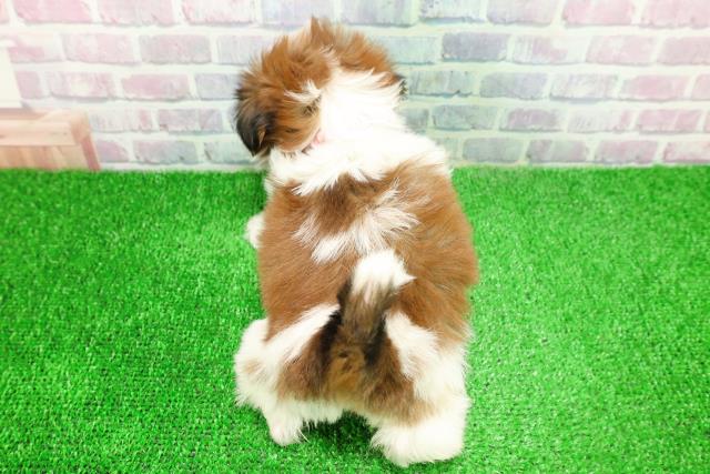 東京都のシーズー (Coo&RIKU高円寺店/2025年11月16日生まれ/女の子/ホワイトゴールド)の子犬の4枚目の画像