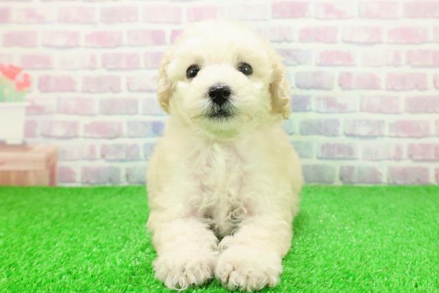 埼玉県のトイプードル(トイ) (Coo&RIKU大宮店/2025年11月22日生まれ/女の子/クリーム)の子犬の1枚目の画像