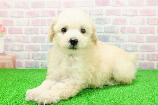 埼玉県のトイプードル(トイ) (Coo&RIKU大宮店/2025年11月22日生まれ/女の子/クリーム)の子犬の2枚目の画像