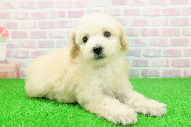 埼玉県のトイプードル(トイ) (Coo&RIKU大宮店/2025年11月22日生まれ/女の子/クリーム)の子犬の3枚目の画像