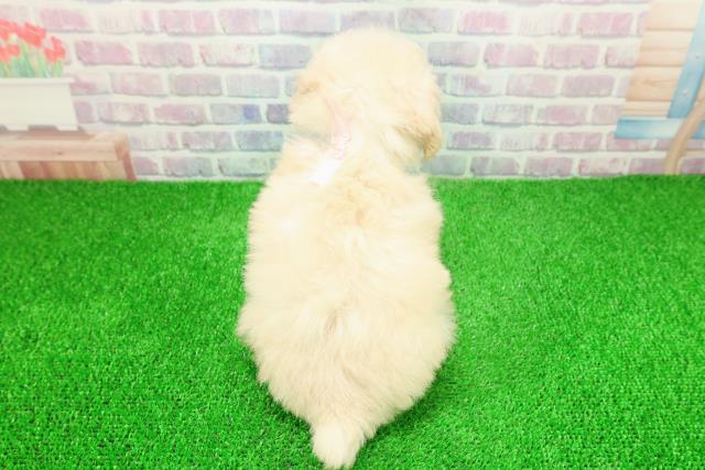 埼玉県のトイプードル(トイ) (Coo&RIKU大宮店/2025年11月22日生まれ/女の子/クリーム)の子犬の4枚目の画像