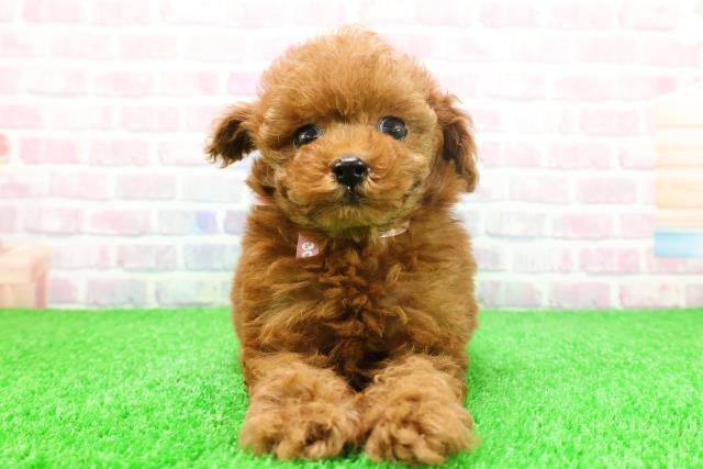 東京都のトイプードル(トイ) (Coo&RIKU池袋西口店/2025年11月23日生まれ/女の子/レッド)の子犬の1枚目の画像