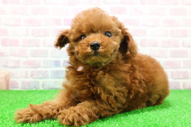 東京都のトイプードル(トイ) (Coo&RIKU池袋西口店/2025年11月23日生まれ/女の子/レッド)の子犬の2枚目の画像