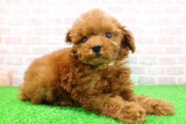 東京都のトイプードル(トイ) (Coo&RIKU池袋西口店/2025年11月23日生まれ/女の子/レッド)の子犬の3枚目の画像