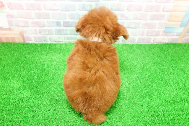 東京都のトイプードル(トイ) (Coo&RIKU池袋西口店/2025年11月23日生まれ/女の子/レッド)の子犬の4枚目の画像