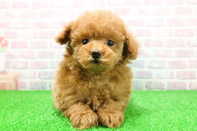 東京都のトイプードル(トイ) (Coo&RIKU池袋西口店/2025年11月23日生まれ/女の子/アプリコット)の子犬の1枚目の画像