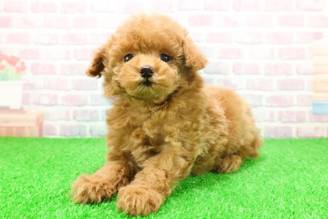 東京都のトイプードル(トイ) (Coo&RIKU池袋西口店/2025年11月23日生まれ/女の子/アプリコット)の子犬の2枚目の画像