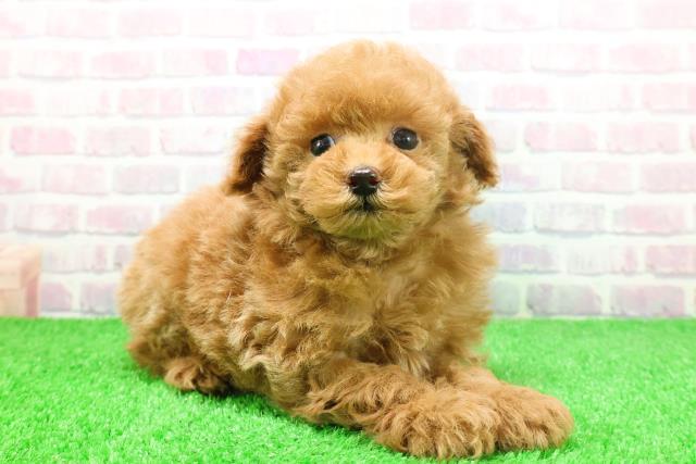 東京都のトイプードル(トイ) (Coo&RIKU池袋西口店/2025年11月23日生まれ/女の子/アプリコット)の子犬の3枚目の画像