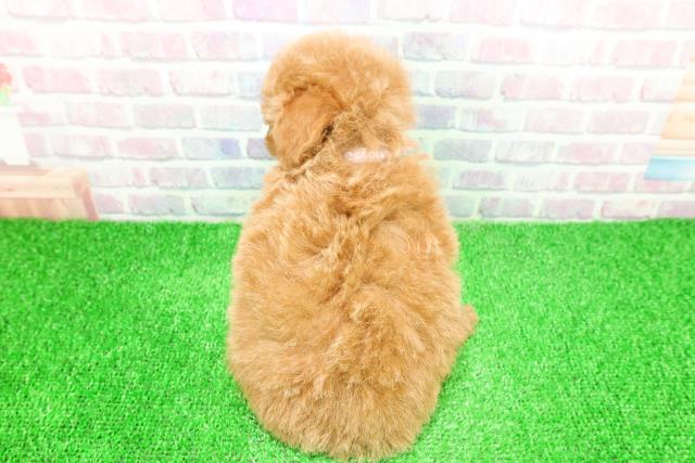 東京都のトイプードル(トイ) (Coo&RIKU池袋西口店/2025年11月23日生まれ/女の子/アプリコット)の子犬の4枚目の画像