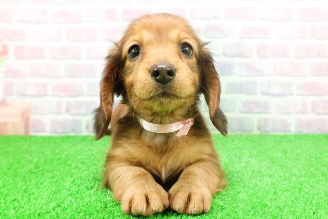 埼玉県のミニチュアダックスフンド(ロング) (Coo&RIKU大宮店/2025年11月26日生まれ/女の子/レッド)の子犬の1枚目の画像