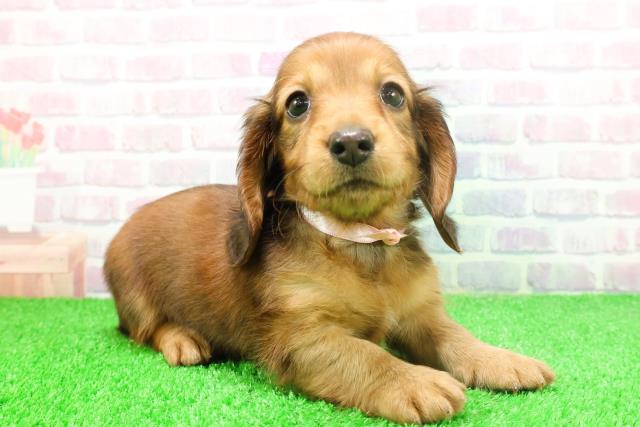 埼玉県のミニチュアダックスフンド(ロング) (Coo&RIKU大宮店/2025年11月26日生まれ/女の子/レッド)の子犬の3枚目の画像