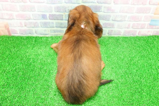 埼玉県のミニチュアダックスフンド(ロング) (Coo&RIKU大宮店/2025年11月26日生まれ/女の子/レッド)の子犬の4枚目の画像