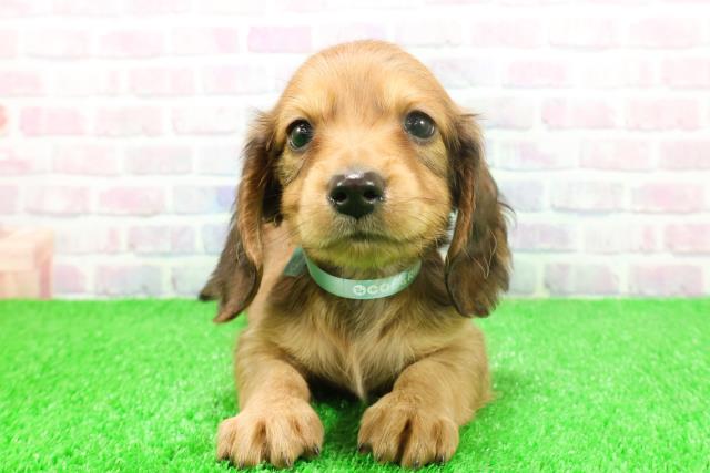 神奈川県のミニチュアダックスフンド(ロング) (Coo&RIKU日吉店/2025年11月26日生まれ/男の子/レッド)の子犬の1枚目の画像