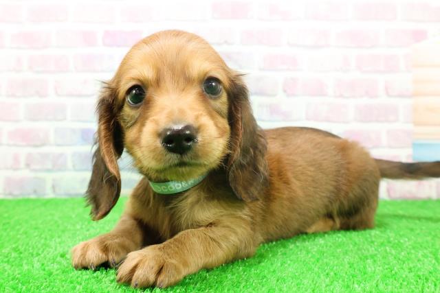 神奈川県のミニチュアダックスフンド(ロング) (Coo&RIKU日吉店/2025年11月26日生まれ/男の子/レッド)の子犬の2枚目の画像