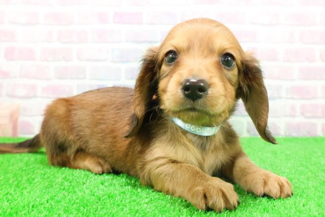 神奈川県のミニチュアダックスフンド(ロング) (Coo&RIKU日吉店/2025年11月26日生まれ/男の子/レッド)の子犬の3枚目の画像