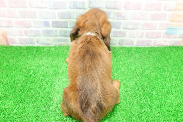 神奈川県のミニチュアダックスフンド(ロング) (Coo&RIKU日吉店/2025年11月26日生まれ/男の子/レッド)の子犬の4枚目の画像