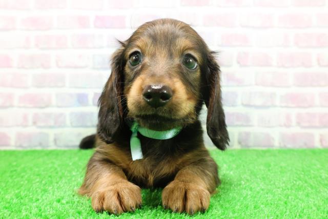 神奈川県のミニチュアダックスフンド(ロング) (Coo&RIKUパウ川崎店/2025年11月26日生まれ/男の子/シェーデットレッド)の子犬の1枚目の画像