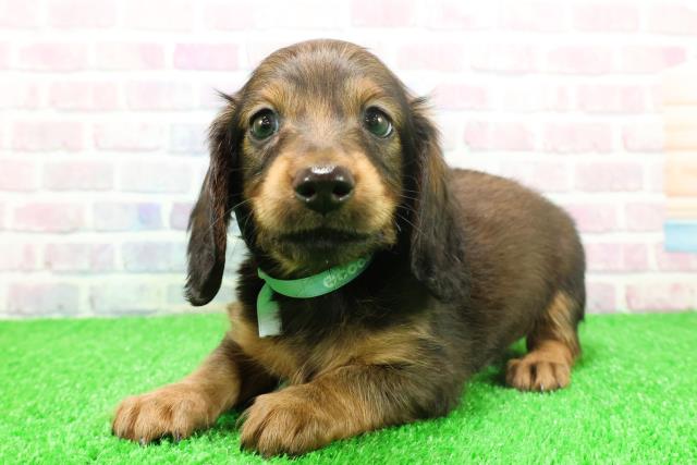 神奈川県のミニチュアダックスフンド(ロング) (Coo&RIKUパウ川崎店/2025年11月26日生まれ/男の子/シェーデットレッド)の子犬の2枚目の画像