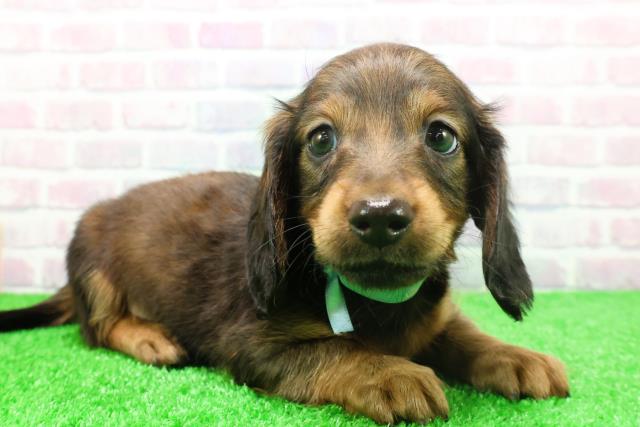 神奈川県のミニチュアダックスフンド(ロング) (Coo&RIKUパウ川崎店/2025年11月26日生まれ/男の子/シェーデットレッド)の子犬の3枚目の画像