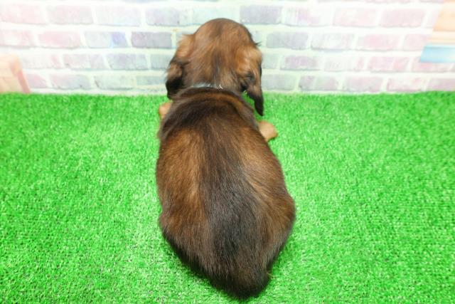 神奈川県のミニチュアダックスフンド(ロング) (Coo&RIKUパウ川崎店/2025年11月26日生まれ/男の子/シェーデットレッド)の子犬の4枚目の画像