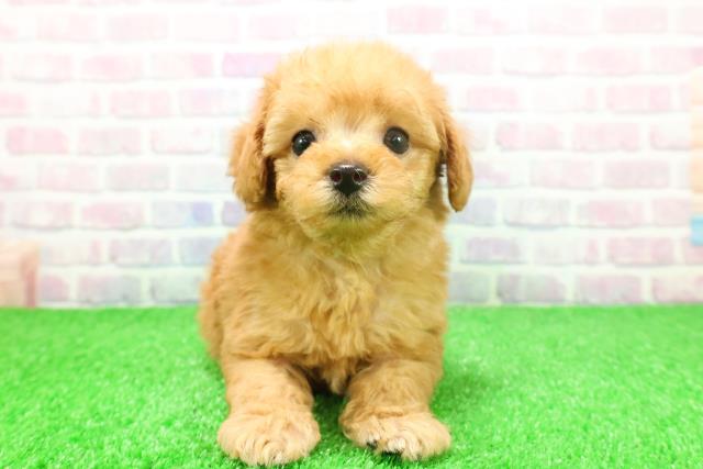 東京都のトイプードル(トイ) (Coo&RIKU阿佐ヶ谷店/2025年11月23日生まれ/男の子/アプリコット)の子犬の1枚目の画像